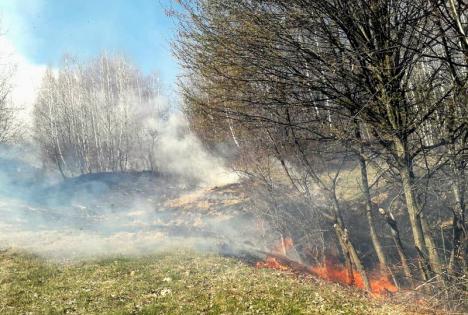 Foc în pădurea din Budureasa: Mai mulţi arbori s-au făcut scrum (FOTO / VIDEO)