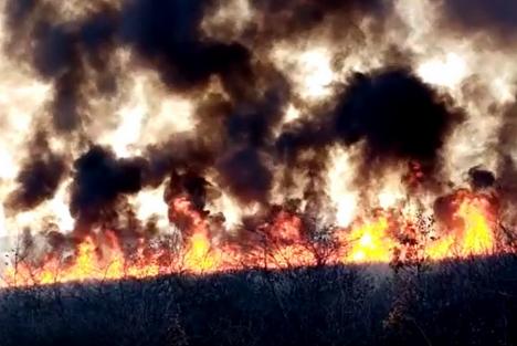 Incendiul de la Miersig: Au ars peste 100 de hectare cu trestie energetică. Cei care au pornit focul ar putea fi amendaţi cu 50.000 de lei (FOTO/VIDEO)