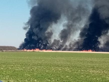 Incendiul de la Miersig: Au ars peste 100 de hectare cu trestie energetică. Cei care au pornit focul ar putea fi amendaţi cu 50.000 de lei (FOTO/VIDEO)