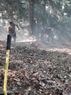 Foc în inima pădurii, lângă Stâna de Vale: Peste 100 de oameni merg zilnic pe jos, cu apa în spate, ca să stingă primul incendiu de pădure din istoria recentă a Bihorului (FOTO/VIDEO)