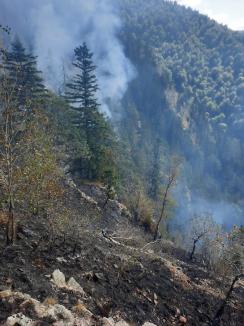 Foc în inima pădurii, lângă Stâna de Vale: Peste 100 de oameni merg zilnic pe jos, cu apa în spate, ca să stingă primul incendiu de pădure din istoria recentă a Bihorului (FOTO/VIDEO)