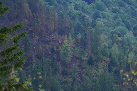 Foc în inima pădurii, lângă Stâna de Vale: Peste 100 de oameni merg zilnic pe jos, cu apa în spate, ca să stingă primul incendiu de pădure din istoria recentă a Bihorului (FOTO/VIDEO)