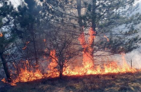 Valea Omului, în flăcări din cauza… omului. Incendii violente la marginea unui sat din Bihor (FOTO)