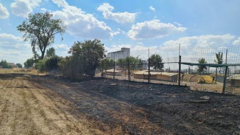 Incendiu de vegetaţie uscată, lângă adăpostul de câini din Oradea. Peste 15 hectare de teren au luat foc (FOTO / VIDEO)