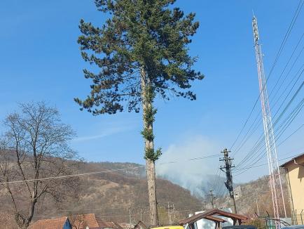 Incendiu într-o arie protejată din Bihor: Pădurea dintre Vadu Crişului şi Şuncuiuş a luat foc (FOTO)