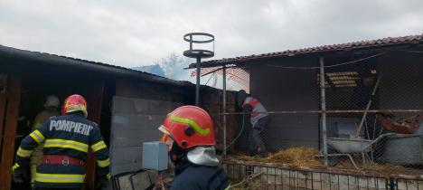 Patru incendii într-o zi în Bihor: pompierii au intervenit în Oradea, Tinca, Aleşd şi Uileacu de Munte (FOTO /  VIDEO)