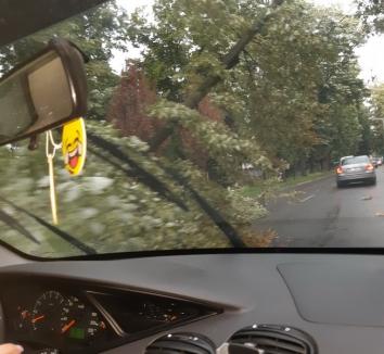 S-a abătut grindina asupra judeţului Bihor. În Oradea, furtuna a şi doborât trei copaci (FOTO / VIDEO)