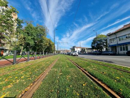 Pe verde: A început înierbarea între șinele de tramvai în zona Nufărul-Cantemir (FOTO)