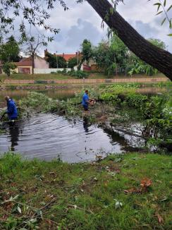 Crișul Repede, afectat de furtuna puternică. ABA Crișuri intervine pentru a degaja copacii doborâți de vânt (FOTO)