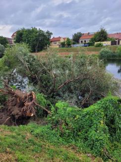 Crișul Repede, afectat de furtuna puternică. ABA Crișuri intervine pentru a degaja copacii doborâți de vânt (FOTO)