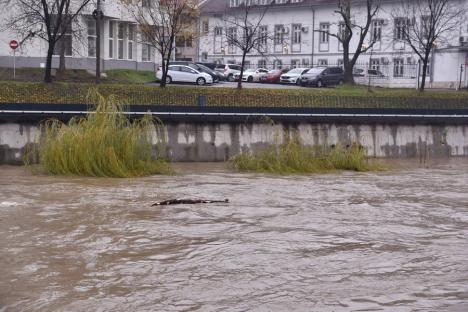 Promenada din Oradea este acoperită de apă. Crișul are un debit de 6 ori mai mare decât normalul (FOTO)
