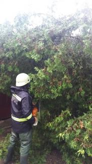 Pagube după furtună: Curţi şi beciuri inundate şi maşini distruse de copaci căzuţi peste ele, inclusiv în Oradea (FOTO / VIDEO)