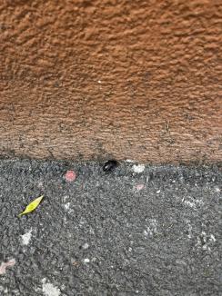 Invazia gândacilor: Valuri de insecte invadează apartamentele orădenilor. De ce anume și ce e de făcut? (FOTO)