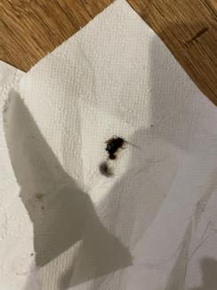 Invazia gândacilor: Valuri de insecte invadează apartamentele orădenilor. De ce anume și ce e de făcut? (FOTO)