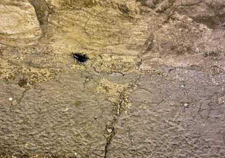 Invazia gândacilor: Valuri de insecte invadează apartamentele orădenilor. De ce anume și ce e de făcut? (FOTO)