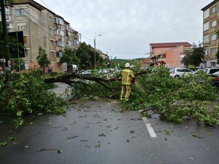 40 de apeluri la 112 după furtuna din Oradea: Doi copaci doborâţi de furtună au aterizat pe maşini