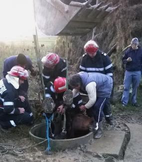 Un cal şi un câine, salvaţi de pompieri din fântâni