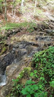 Minune... ratată: Un habitat natural rar şi fragil descoperit în Bihor este ignorat de autorităţi (FOTO / VIDEO)