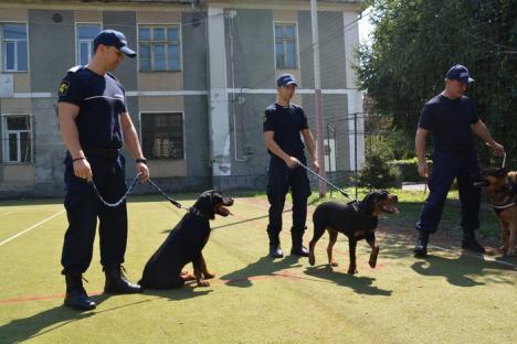 Noi 'angajaţi' la Jandarmeria Bihor: doi căţei rottweiler vor însoţi jandarmii în misiuni (FOTO/VIDEO)
