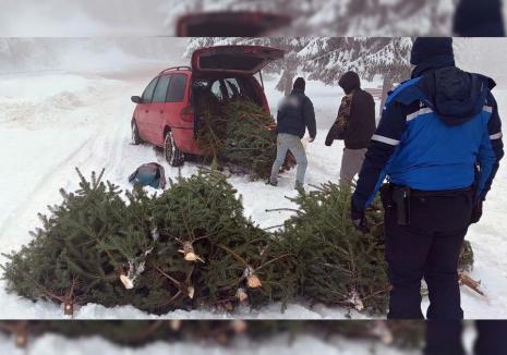 Infracțiuni de sezon: 21 de puieți de brad, furați la Stâna de Vale (FOTO)