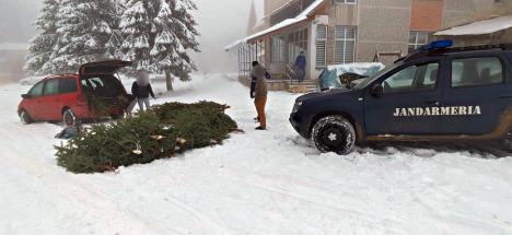 Infracțiuni de sezon: 21 de puieți de brad, furați la Stâna de Vale (FOTO)