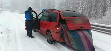 Infracțiuni de sezon: 21 de puieți de brad, furați la Stâna de Vale (FOTO)