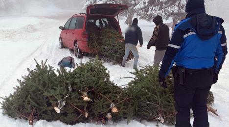 Infracțiuni de sezon: 21 de puieți de brad, furați la Stâna de Vale (FOTO)