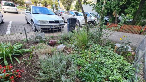 Jos pălăria! În Oradea a răsărit o grădină cu... iepuraș (FOTO)