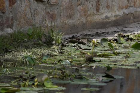 Lotusul rezistă! Omorât în rezervaţia lui, nufărul termal a 'înviat' pe un pârâu din Sânmartin (FOTO)