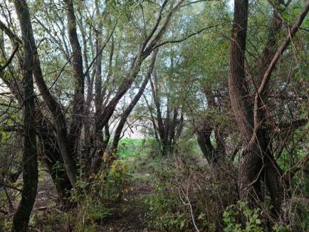 Parcuri... naturale: Primăria vrea să amenajeze parcuri în mai multe zone cu potenţial 'verde' din Oradea (FOTO)