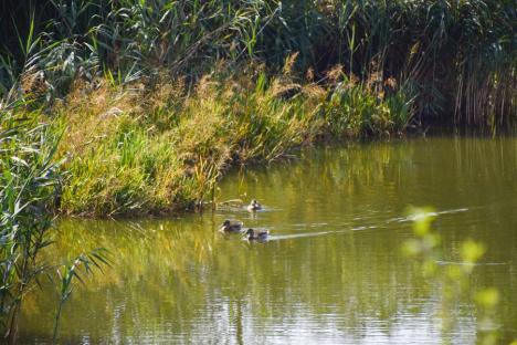 Izvor de recreere: Un lac de pe dealurile Oradiei ar putea deveni următoarea atracție a orașului (FOTO)