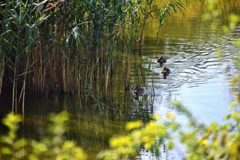 Izvor de recreere: Un lac de pe dealurile Oradiei ar putea deveni următoarea atracție a orașului (FOTO)