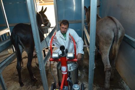 Folosiţi-vă de măgăruş! Doi bihoreni din Cauaceu au pus pe picioare singura fermă de lapte ecologic de măgăriţă din România (FOTO)