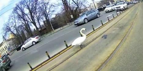 Trafic oprit în centrul Oradiei: O lebădă, ajutată să treacă strada spre Crişul Repede (FOTO)