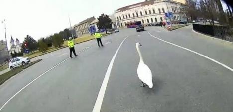 Trafic oprit în centrul Oradiei: O lebădă, ajutată să treacă strada spre Crişul Repede (FOTO)