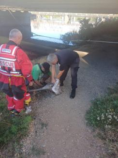 Pui de lebădă salvat de pompierii orădeni, după ce s-a prins într-un fir de pescuit, pe Crișul Repede (FOTO)