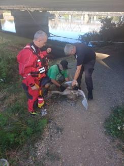 Pui de lebădă salvat de pompierii orădeni, după ce s-a prins într-un fir de pescuit, pe Crișul Repede (FOTO)