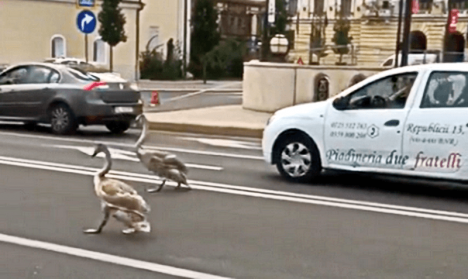 Două lebede s-au plimbat printre mașini, pe Podul Sf. Ladislau din Oradea (VIDEO)