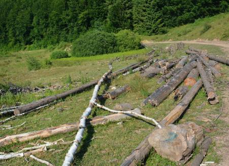 Hoţi de lemne, prinşi la Borod. Trei tineri au tăiat 8 arbori într-o singură noapte