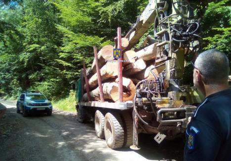 Se fură „ca-n codru” din pădurile din Bihor: aproape 90 de metri cubi de material lemnos, confiscat într-o singură dimineaţă