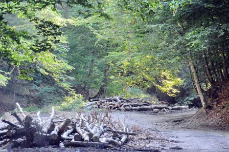 Furturi de lemne în Bihor: Peste 200 de arbori tăiaţi ilegal, descoperiţi de Garda Forestieră în zonele Beiuş şi Aleşd