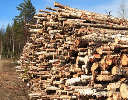 Patronii unei firme din Roşia, prinşi că au vândut peste 50 de metri cubi de lemne de foc fără acte