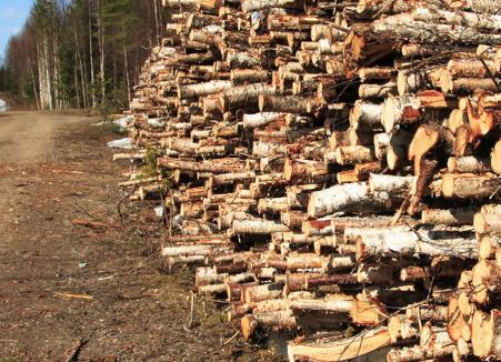 Proces de pomină în Bihor: Jardel a Tichii Tonului a ajuns la puşcărie pentru furt de lemne, după aproape 7 ani de la comiterea faptei