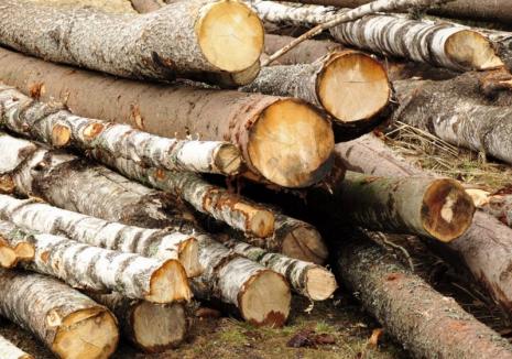 Poliţiştii din Bihor au capturat 4 transporturi ilegale de lemne pe drumuri dosite. Un hoţ a fost prins cu drujba în mână!