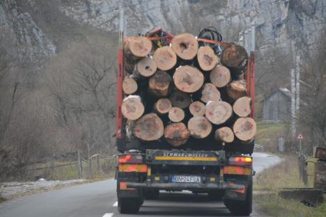 Administratorul unei firme de exploatare lemnoasă din Vadu Crişului, prins cu peste 1000 mc de lemn vândut 'la negru'