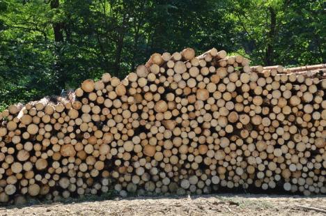 Captură a Poliţiei şi Gărzii Forestiere: peste 100.000 de lei confiscaţi de la o firmă din Remetea care a comercializat lemne fără acte