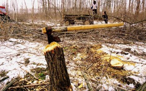 Frig fără lemne: Se înmulţesc tăierile de copaci din păduri, dar şi furturile din curţile oamenilor!