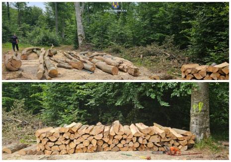 Hoţi de lemne prinşi în flagrant în Bihor. Peste 7 metri cubi de lemne au fost confiscate