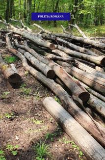 Aproape 100 de metri cubi de lemne tăiate ilegal, descoperite într-un depozit şi în pădurea din Şauaieu (FOTO)