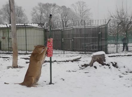 Zi festivă la Grădina Zoologică din Oradea: Au şi animalele Crăciunul lor (FOTO)